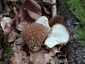 Tüskés pöfeteg (Lycoperdon echinatum), Zemplén